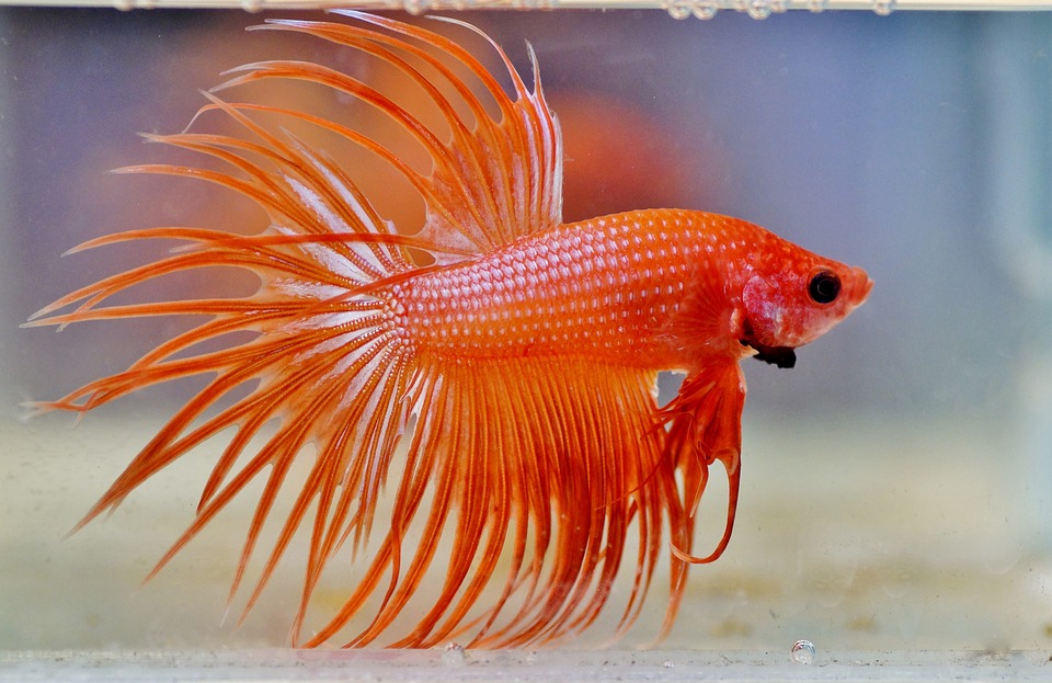 betta fish