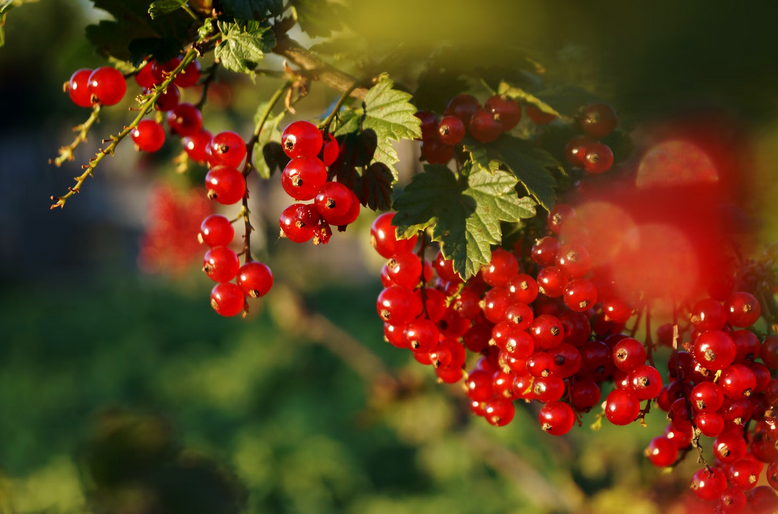 currants